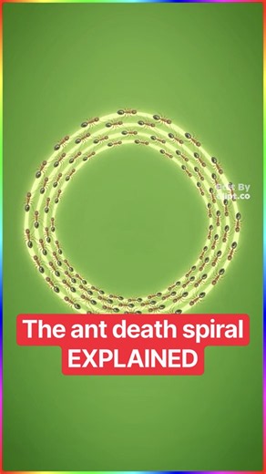 The ant death spiral EXPLAINED..