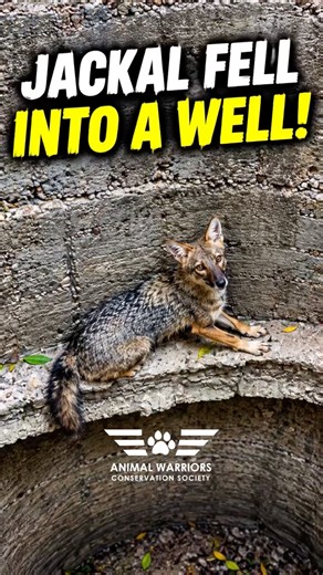 JACKAL RESCUE FROM A DEEP WELL | #shorts