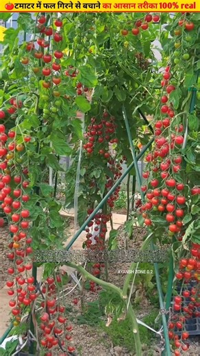 🍅Tomato flowers are falling, do these remedies #garden #ytshorts #organicgardening