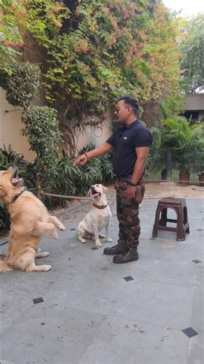 Golden Retriever vs Labrador puppy training 😘 #dog #goldenretriever #labrador #shorts #dogtraining