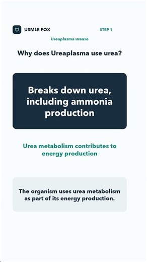 Ureaplasma: Urease and Urea-Based Energy Production | USMLE Step 1
