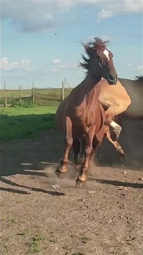 Amazing Stallion Meets Red Mare 🐎 Beautiful Horse Interaction