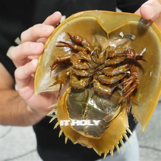 Alien Looking Fish Attacked Us 😨 #explore | The Fish Guys