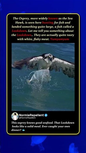 Osprey Catches a Lookdown Fish – And It’s Actually Delicious 🐟 #Wildlife #Birds #Fishing