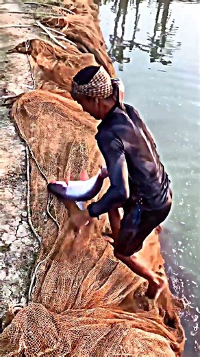 Fish Farming in Bangladesh | Fish harvest #fish #harvesting #bangladesh