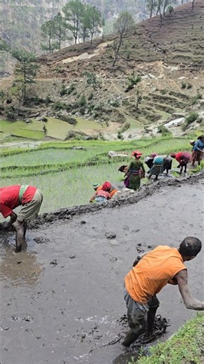 Traditional Paddy Planting in Nepal's Himalayan Village Life | Women Hand-Planting Rice in Beautiful