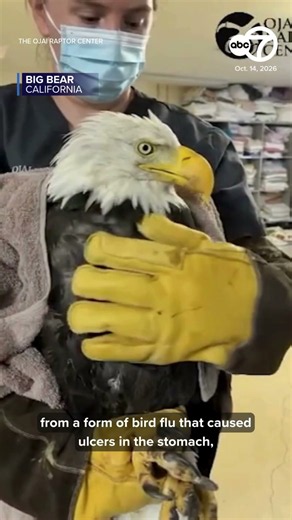Big Bear bald eagle Jackie's cause of death revealed