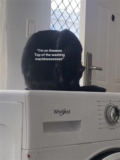 Persian Siamese Cat on Washing Machine