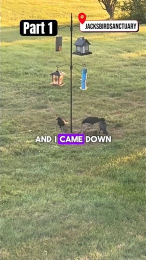 Crows Visiting the Bird Sanctuary 🙌🏼‼️#birdlovers