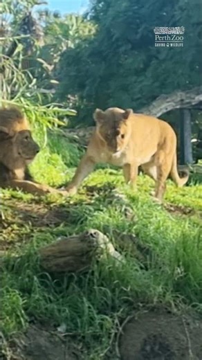 Perth Zoo Lions | New Years Day