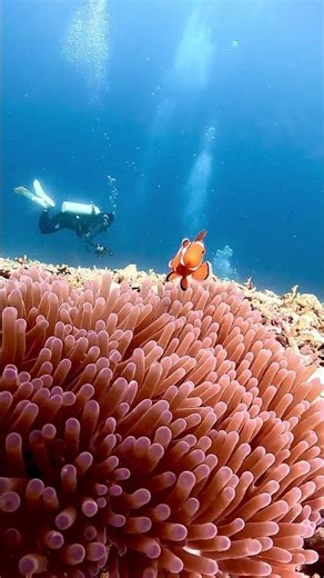 4K Underwater Clownfish & Scuba Diver | Beautiful Coral Reef | Ocean Life