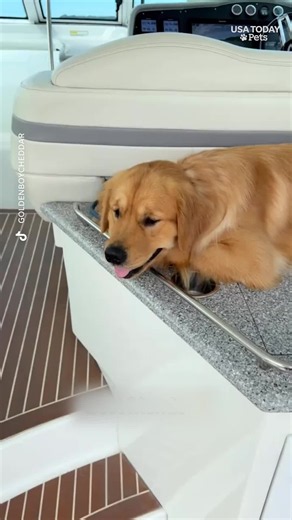 Meet Cheddar and Cheeto, full-brother golden retrievers whose sweet bond and playful antics are melting hearts online. #dogs #pets