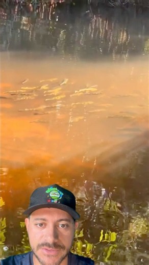 Peacock bass school #fishing