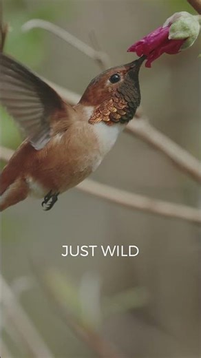 Wild Rufous Hummingbird (4,000 km Migration) | No Feeder — Just Nature