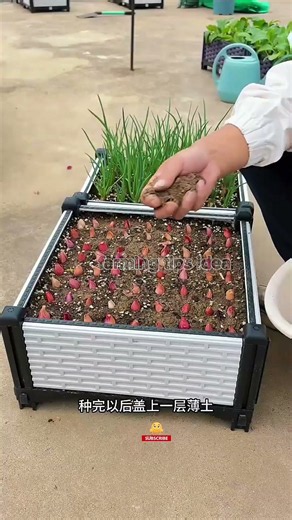 Grow Green Onions at Home! 🌱 Harvest Fresh Spring Onions in Just 10 Days! 🧅🔥#shorts