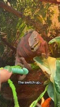The long awaited Wink update 🙃👹😡 #reptile #chameleon #chameleons #lizard #pantherchameleon