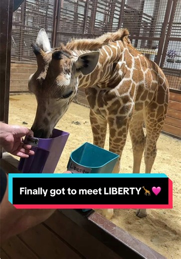 Meeting Liberty the Giraffe at Geralds.life