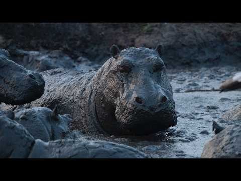 What happens when a male lion gets too close to the cubs?