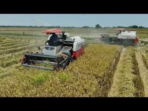 Process Farm Harvesting Machine In Cambodia | Team Working Rice Cutting Operation Skills
