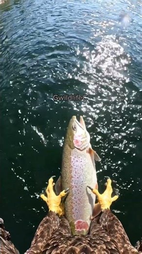 "bald eagle hunting POV" “From Sky to Strike… In Seconds ⚡”