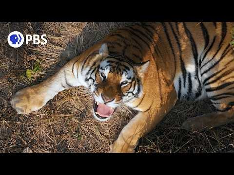 Tiger Island: Part One | Full Documentary | PBS Nature