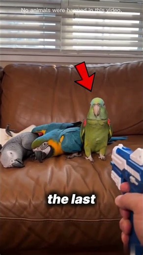 Parrots Show Off Their Acting Skills ❤️