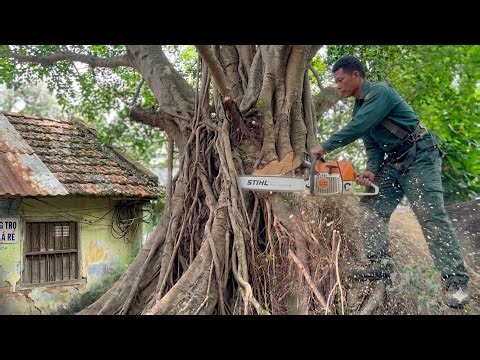Cutting down the overgrown, dangerous trees next to the house only costs $100