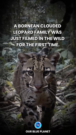 Camera Traps Capture Historic First of Clouded Leopard Family For the first time ever, camera traps have recorded a clouded leopard mother walking through the forest with her two cubs. The rare footage was captured in Indonesia’s Tanjung Puting National Park and offers an unprecedented glimpse into the secretive life of one of the world’s most elusive big cats. The images show the mother calmly leading her cubs through dense rainforest, a sight that has never before been documented in the wild. 
