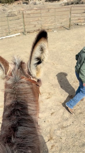 How do you teach a donkey to jump? This is one method - the owner goes over the jumps first! It is also a great way to test your personal fitness! 😆 If you want to learn more about jumping without having to run in front of your animal, you can always schedule a lesson with Linda. Or send us your donkey, mule, or horse for training! 😉 #donkeys #donkeysofinstagram🐴 #donkeylife🐴 #funnyanimals #sillyanimals | Double L Ranch