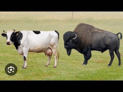 Cow Enjoyment Amazing Scene Morning Time best Scene