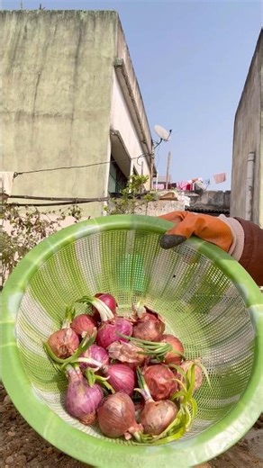 How to grow spring onion at terrace garden #springonion #terracefarming #gardend #shorts #vegetables