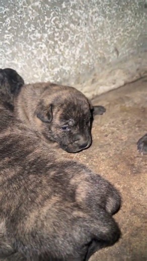 The Most Lovely Puppies Look so Beautiful #pets #puppy #animals #cute #cutepup #chiweenie #pawfect