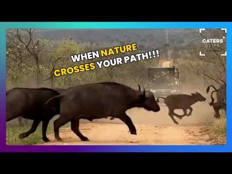 Buffalos Crossing the Road — Incredible Wildlife Moments