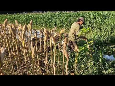 WOW! THIS CREATIVE WATERING TOOL IS ABSOLUTELY BRILLIANT! - Agricultural Farming