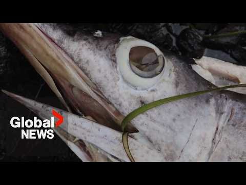 A curious and troubling discovery of a dead swordfish has scientists worried