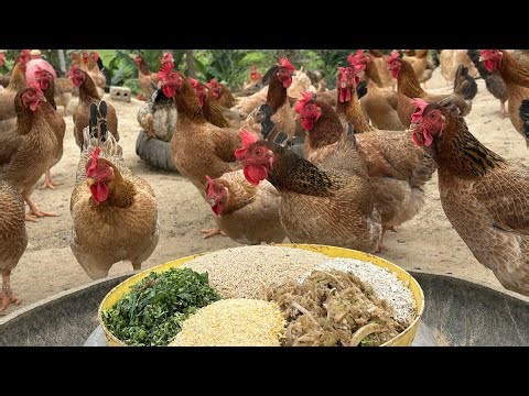 Chicken farming - How to raise healthy chickens easily and effectively