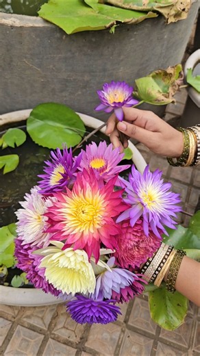 Water lillies harvesting కలువపువ్వులు #waterlily #lotus #flowers #mygarden #gardening #shorts