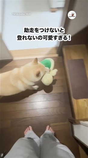 助走つけないと登れない柴犬｜PECO