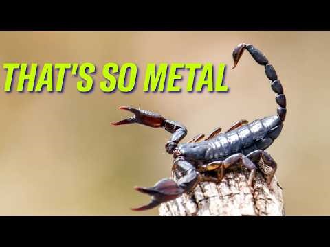 Scorpion stingers, preeclampsia hope, canceled wind farms | Science Quickly Podcast