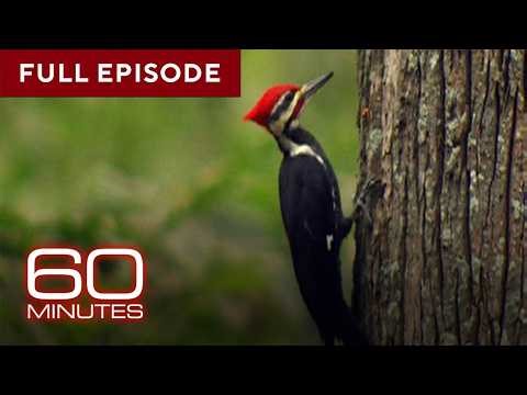 Birds | 60 Minutes Full Episodes