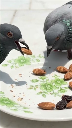 🐦 Pigeons Feeding on Marble Courtyard in Mecca