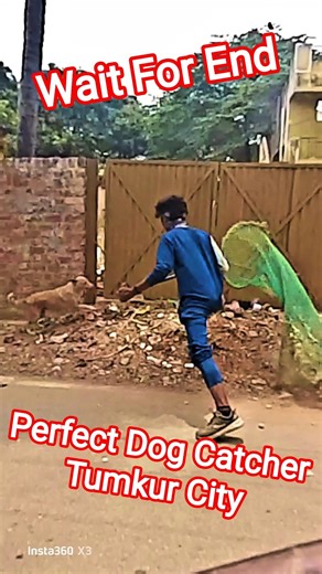 Perfect Dog Catcher Tumkur City #dog #dogwithpublicsafety #ytviral #pets #dogshorts #shorts