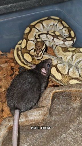 Python Eating Giant Rat #python #insects #rat #wildlife #feeding #snake #Mouse #insect | Insect Forest