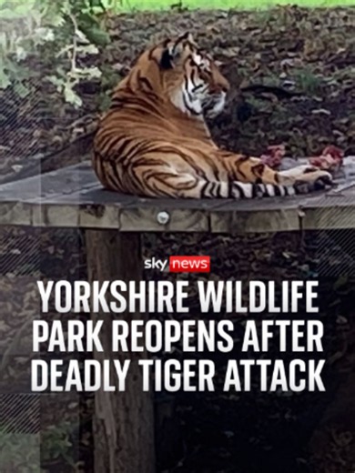 Yorkshire Wildlife Park has reopened following the death of 24-year-old William Chapman, who was killed after entering the tiger enclosure. #Tiger #Wildlife #Yorkshire #UK