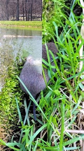 Spotted a field mouse foraging on the Farm. | #SparklegleamFarm #Mouse #farm