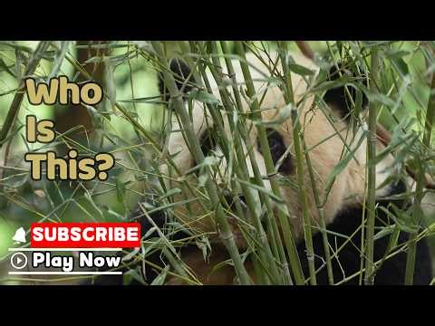 3-Second Panda Challenge | iPanda