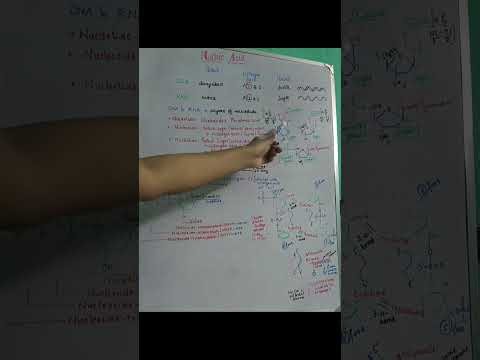Master Nucleic acid structure in 15 minutes | DNA and RNA 