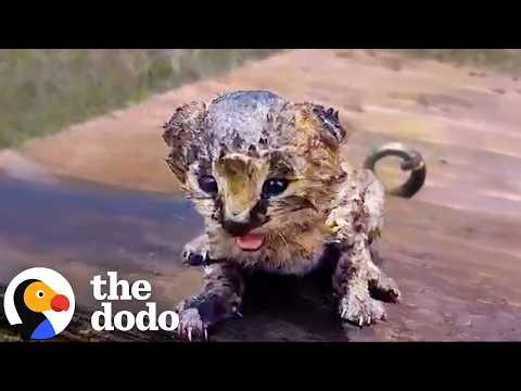 Wild Serval Kittens Found After Fire Make An Incredible Comeback | The Dodo
