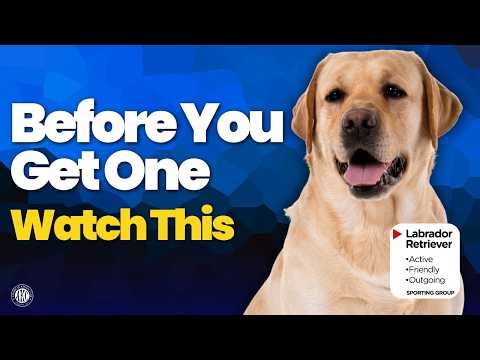 Is the Labrador Retriever the Right Dog for You