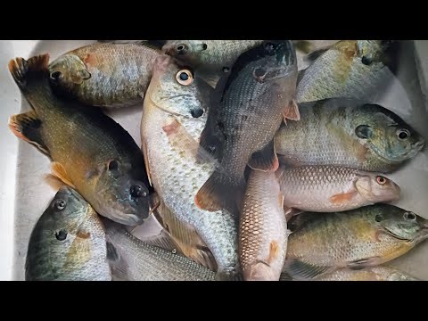 Dan River Bank Fishing. Danville Virginia #mikestokesoutdoors 